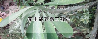 家里能养霸王鞭吗,第1图