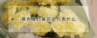 黄色康乃馨花语代表什么,第1图