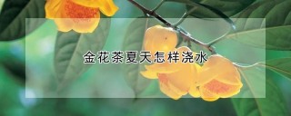 金花茶夏天怎样浇水,第1图