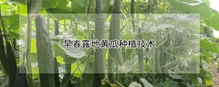 早春露地黄瓜种植技术,第1图