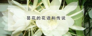 昙花的花语和传说,第1图