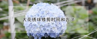 大花绣球修剪时间和方法,第1图