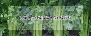 芹菜什么时候育苗什么时候栽种,第1图