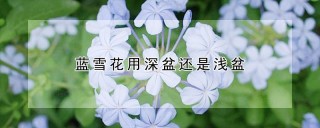 蓝雪花用深盆还是浅盆,第1图