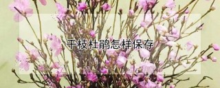 干枝杜鹃怎样保存,第1图