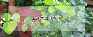 茉莉花如何养护,第1图