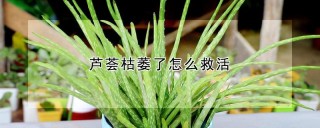 芦荟枯萎了怎么救活,第1图