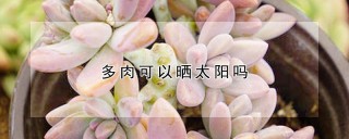 多肉可以晒太阳吗,第1图