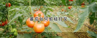 蕃茄如何剪枝打叉,第1图