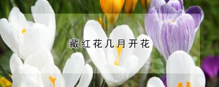 藏红花几月开花,第1图