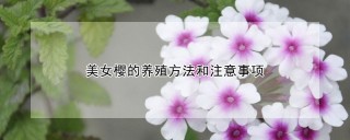 美女樱的养殖方法和注意事项,第1图