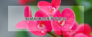 耐晒耐寒四季开花的花,第1图