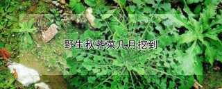 野生秋荠菜几月挖到,第1图