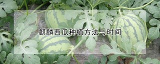 麒麟西瓜种植方法与时间,第1图