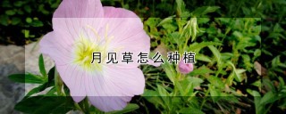 月见草怎么种植,第1图