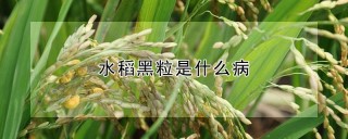 水稻黑粒是什么病,第1图