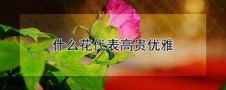 什么花代表高贵优雅,第1图