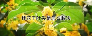 桂花干叶尖是怎么解决,第1图