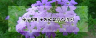 美女樱叶子发软是什么原因,第1图