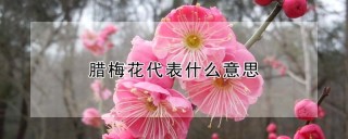 腊梅花代表什么意思,第1图