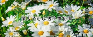 情人节可以送小雏菊吗,第1图