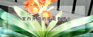 室内开花的盆栽有哪些,第1图