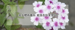 美女樱有毒吗 能放在卧室里吗,第1图