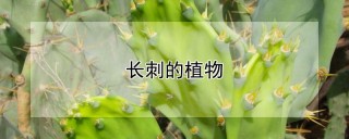 长刺的植物,第1图