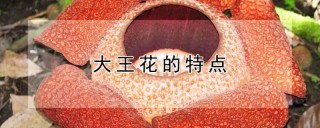 大王花的特点,第1图