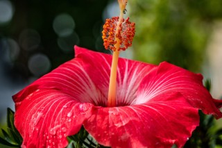 芙蓉花长种球后怎么办,第3图