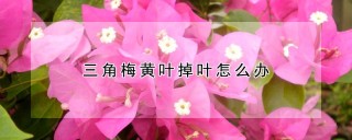 三角梅黄叶掉叶怎么办,第1图