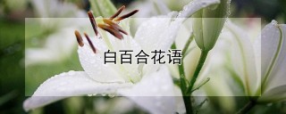 白百合花语,第1图