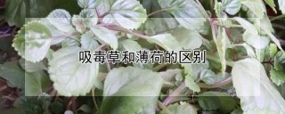 吸毒草和薄荷的区别,第1图