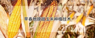 早春地膜甜玉米种植技术,第1图