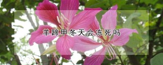 羊蹄甲冬天会冻死吗,第1图