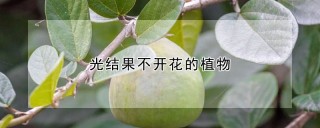 光结果不开花的植物,第1图