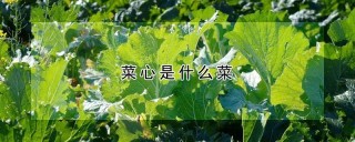 菜心是什么菜,第1图