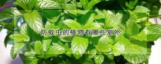 防蚊虫的植物有哪些室外,第1图