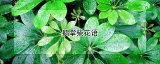 鹅掌柴花语,第1图