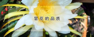 昙花的品质,第1图