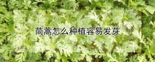 茼蒿怎么种植容易发芽,第1图