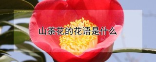 山茶花的花语是什么,第1图