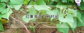 红薯育苗下种时间,第1图