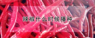 辣椒什么时候播种,第1图