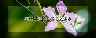 羊蹄甲老桩盆景怎么浇水,第1图