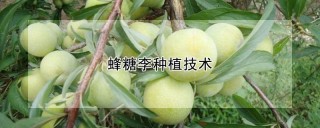 蜂糖李种植技术,第1图