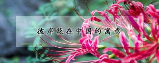 彼岸花在中国的寓意,第1图