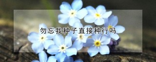 勿忘我种子直接种行吗,第1图