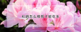 杜鹃怎么修剪才能花多,第1图