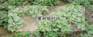 红薯种植时间,第1图